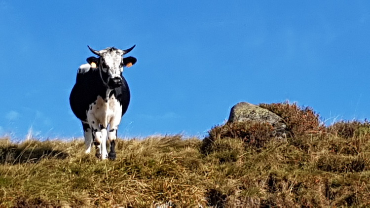 La Bresse été : www.petitecaille.fr